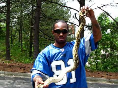 RETICULATED PYTHON