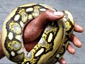 The Growth of a Reticulated Python 2 of Many! The Growth of a Reticulated Python 2 of Many!