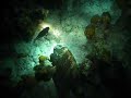 Nassau Grouper and Blue Tang (With sound)