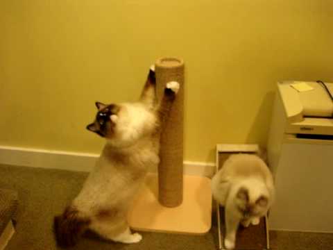 October 2012 Floppycats.com Giveaway: TopCat Products Sisal Base Post and Flat Scratcher 0 October 2012 Floppycats.com Giveaway: TopCat Products Sisal Base Post and Flat Scratcher