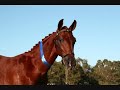 WARMBLOOD TRAKEHNER COLT