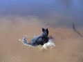 Australian cattle dog\