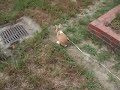 うさんぽ３