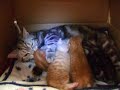 　自然分娩では母胎が危ないので、猫では珍しいといわれる帝王切開で産まれた子猫たちです。仮死状態で産まれてきたので、蘇生のマッサージを約3時間ほどやりました。結構、疲れましたが情が湧いてしまいました。