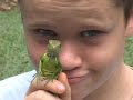 Green Iguanas