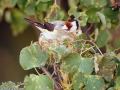 carduelis carduelis sticlete