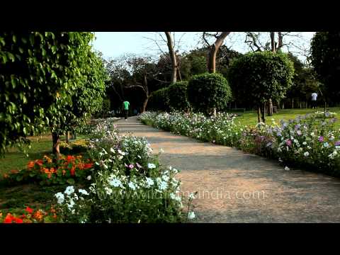 how to plant creeping phlox