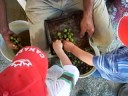 Des olives et des hommes