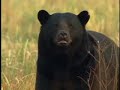 Black Bear