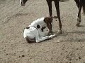 Mr Horsey Does Nothing