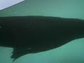 video gravado em Santos/SP no aquario municipal de Santos no canal 6 
