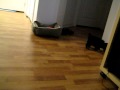 videos de Puppy Maximus Learns to Play Fetch - 3