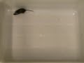 Karl Deisseroth - Thy-1::ChR2-EYFP Mouse