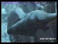 great vid
