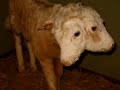 SanAntonio_0002.wmv
