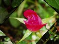 It's You My Garden Sir Cliff Richard