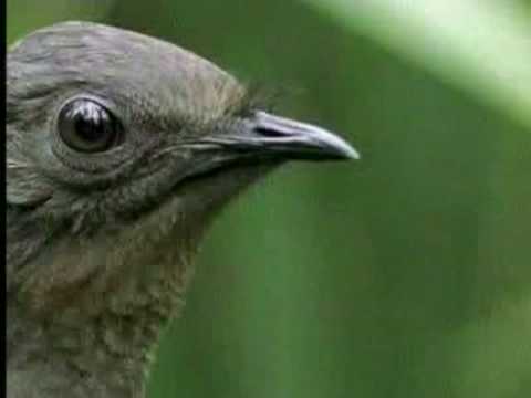 liarbird - Lyre bird impersonates Jim Carrey during a chance meeting with David Attenborough.