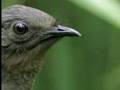 Jim Carrey Liar Liar Bird!