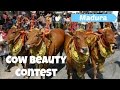 Cow Beauty Contest - Madura - East Java
