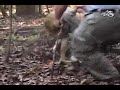 More Hogs at Spartan Preserve