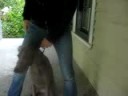 Rufus  Stella