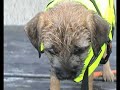 Border Terrier Kira