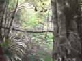 Cenote angelita