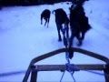 videos de traino 3 chien le 01.12.08_0001.wmv