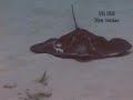 HOLCHAN BELIZE PLONGE SCUBA DIVE PART 12