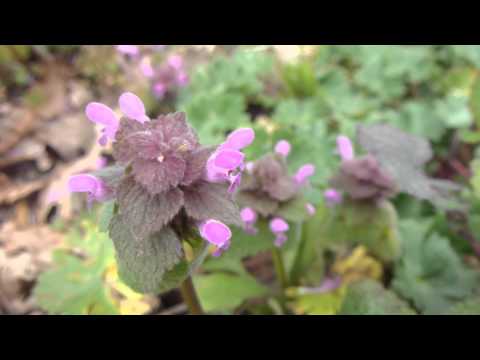 how to grow prunella vulgaris