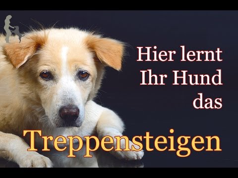 Hund Hat Panische Angst Vor Treppen Hund Hat Panische Angst Vor Treppen