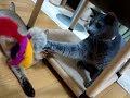 ???????VS????????????????? Russianblue VS Abyssinian ???????VS????????????????? Russianblue VS Abyssinian