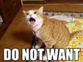 Caturday 3: Invasion of the kitties