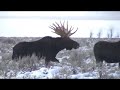 Cow moose plays hard to get