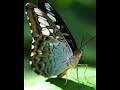 Butterfly with Crazy Town Butterfly with Crazy Town