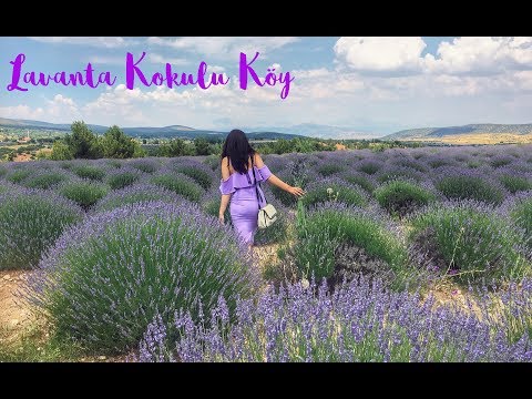 Watch Lavender Online Hoyts