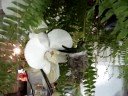 Paraná TV 2ª Edição - Há duas semanas o Paraná TV mostrou a história do dono de uma floricultura, em Curitiba, que mudou a rotina da loja para garantir a segurança de um ninho de Beija Florhttp://tvparanaense.rpc.com.br/index.phtml?Video_ID=32252&seq=&autostart=1Filmado na floricultura Verde Flora. O passsaro levou 5 dias para fazer o ninho com musgos e nylon dos arranjos da floricultura. O proprietário Sr. Ourival teve de contratar seguranca para poder deixar as janelas e portas abertas para a ave chocar os seus ovos. Filmado por Alan Veloso.