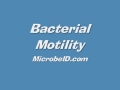 Bacteria Motility