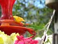 anoles love hummingbird food!