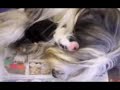 Criadero de Bearded Collie Un Angel Barbudo
