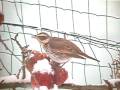 videos de Dusky Thrush 5 januari 2009