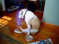 Doggy Humpty Dance