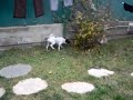 Copito y Enok jugando en el jardin