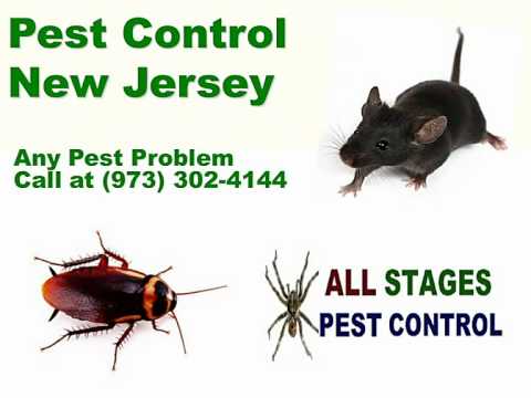 how to get rid of mice nyc