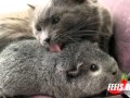 C'EST BEAU L'AMOUR