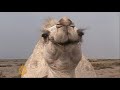 Camels crucial to Iraqi drugs trafficking - 23 Dec 08