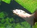 videos de FISH PEDICURE IN HAWAII ONE