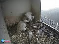 7 mei, wat doen de kuikens als Pa weg is?
