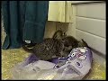 purex kittens part 02