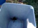 spiderman en capilla del monte parte 1